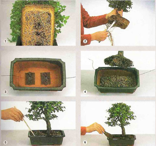 Przesadzanie drzewka bonsai