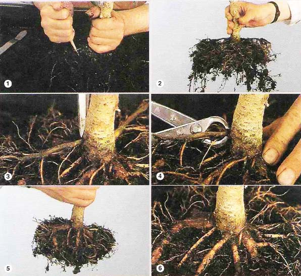 Ukazanie podstawy pnia drzewka bonsai